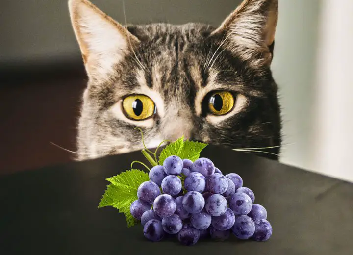 Are Grapes Safe For Cats? Can Cats Eat Grapes? - Whathecat Blog