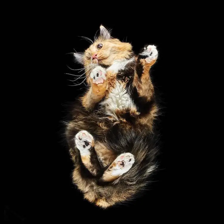 Pet Photographer Reveals How Cats Look From Below 1