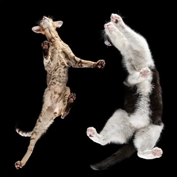 Pet Photographer Reveals How Cats Look From Below 2