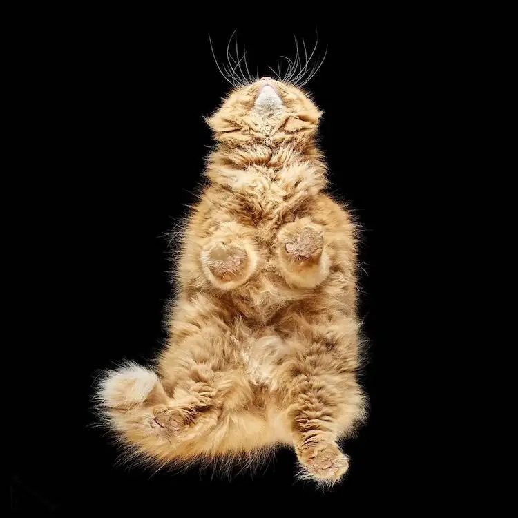 Pet Photographer Reveals How Cats Look From Below 3