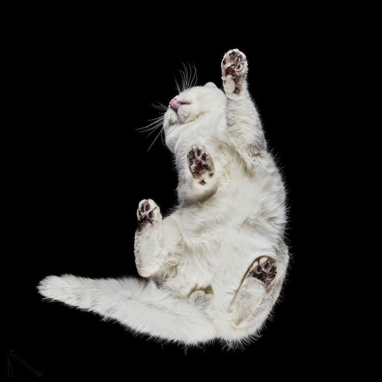 Pet Photographer Reveals How Cats Look From Below 6