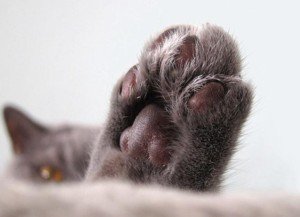 Top 10 Cuttest Cat Paws On the Web