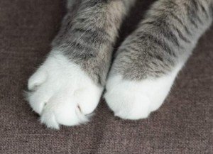 Top 10 Cuttest Cat Paws On the Web