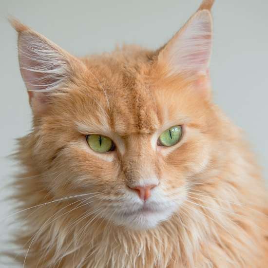 Fun Facts About Maine Coons