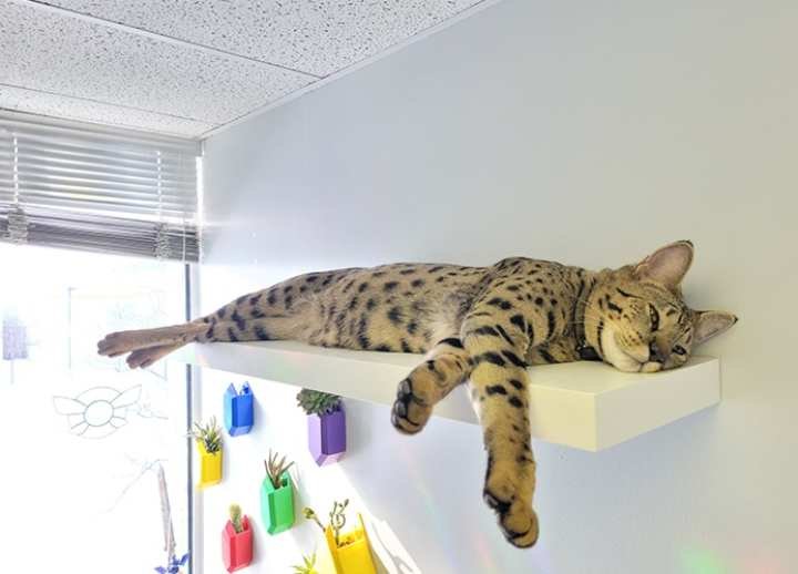 This Is The World’s Tallest Living Cat