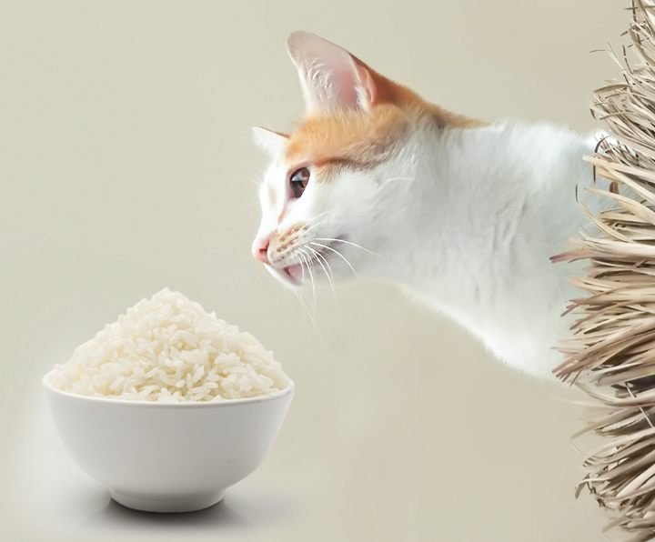 Is It Safe To Give My Cat Rice? Can Cats Eat rice ?