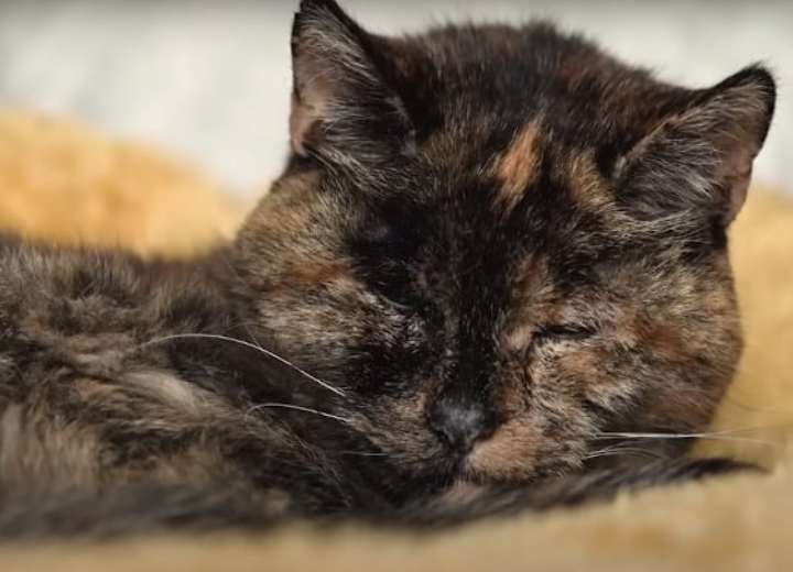 This Is The World's Oldest Living Cat According To Guinness World Records