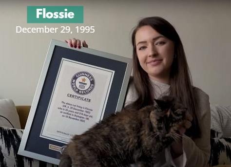 The World's Oldest Living Cat According To Guinness World Records