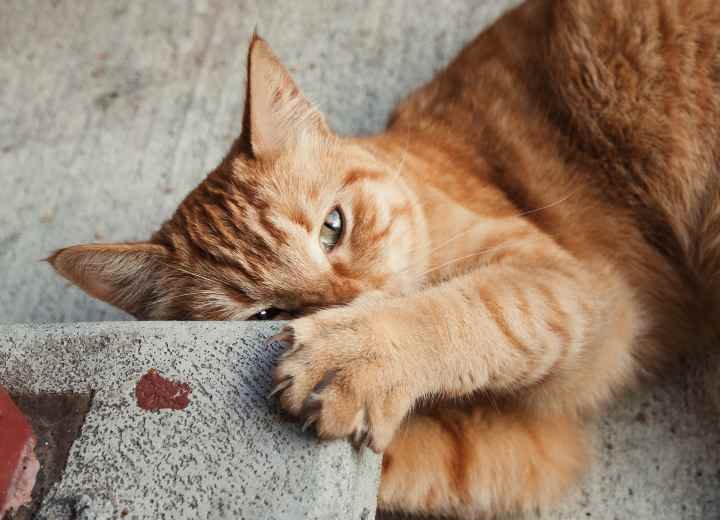 Why Do Cats Do That? Strange Cat Behaviors Explained
