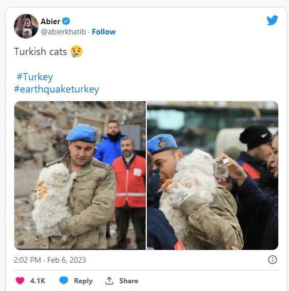 Cats Rescued From Earthquake In Turkey