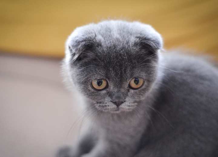 Surprising Facts About Scottish Fold Cats