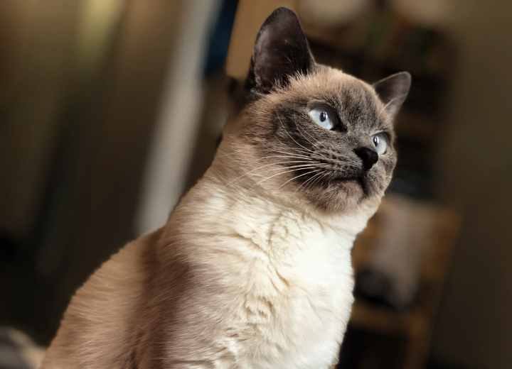 These Are The Top 7 Friendliest Cat Breeds