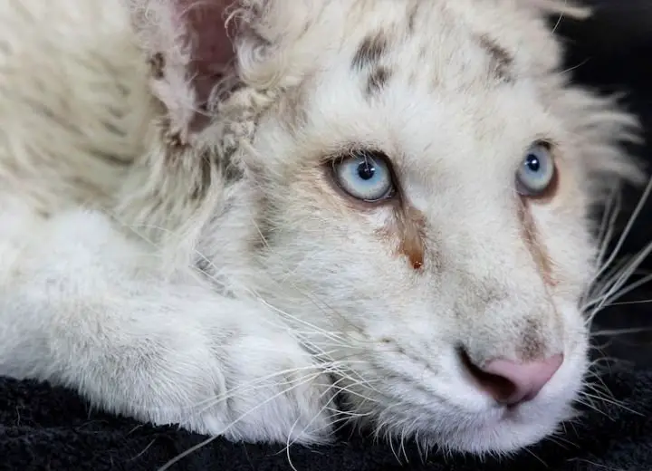 White Tiger Cub Found Abandoned In Garbage Bin 2