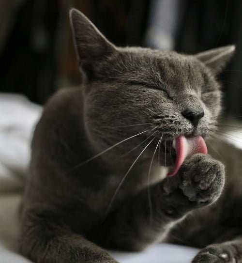 why do cats lick themselves Cat Blog Whathecat