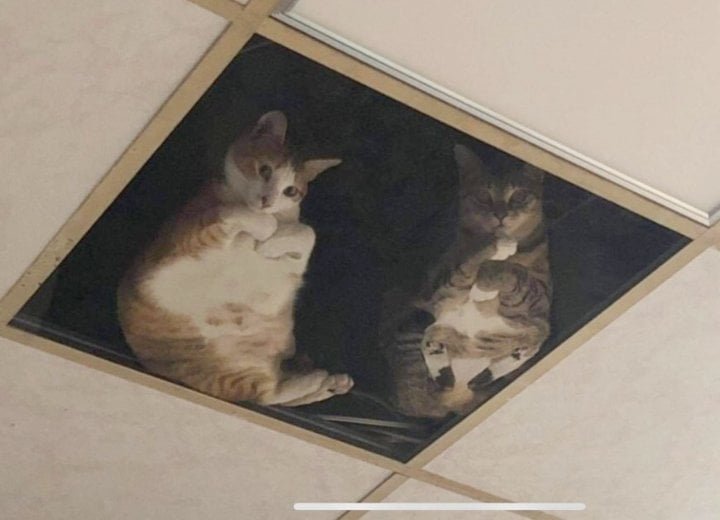 Watch Out For The Cats On the Ceiling