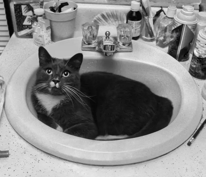 cat bath whathecat blog kitty advise