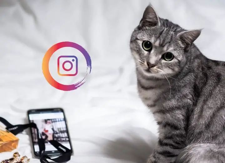 How to create a perfect cat Instagram Account 2