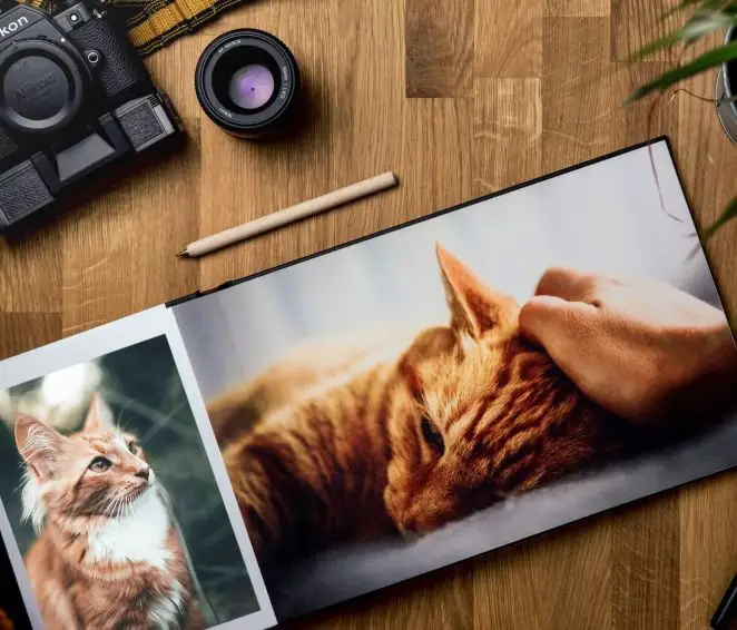 Top 5 tips for perfect cat photos for Instagram