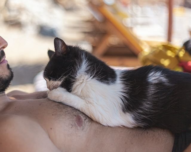 Why do cats sleep on you