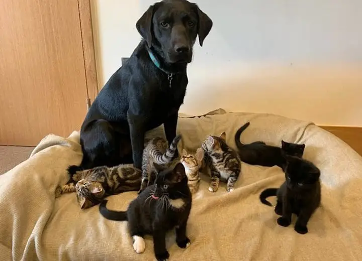 Rescue Dog Adopts Orphaned Kittens