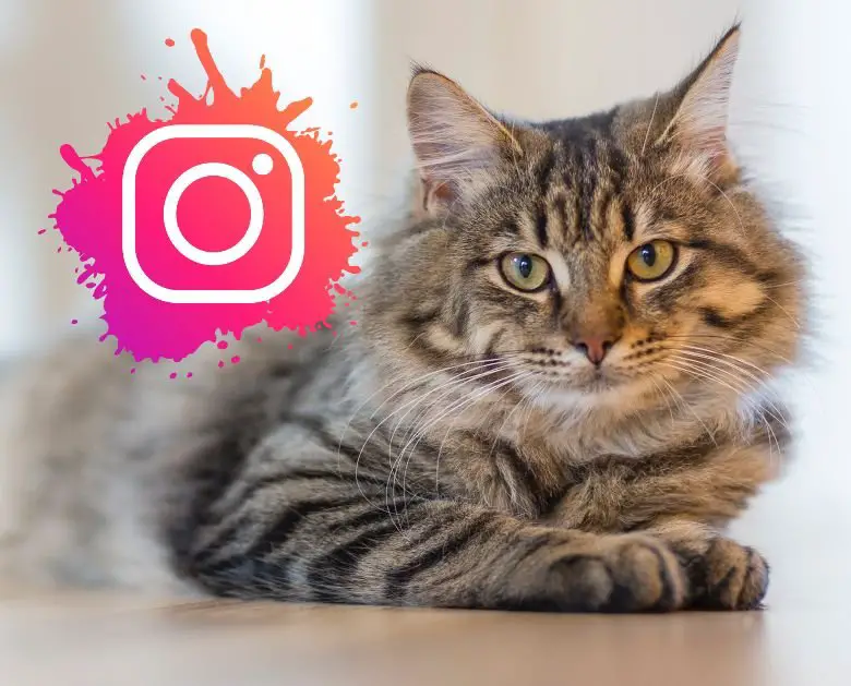 Top Cats On Instagram