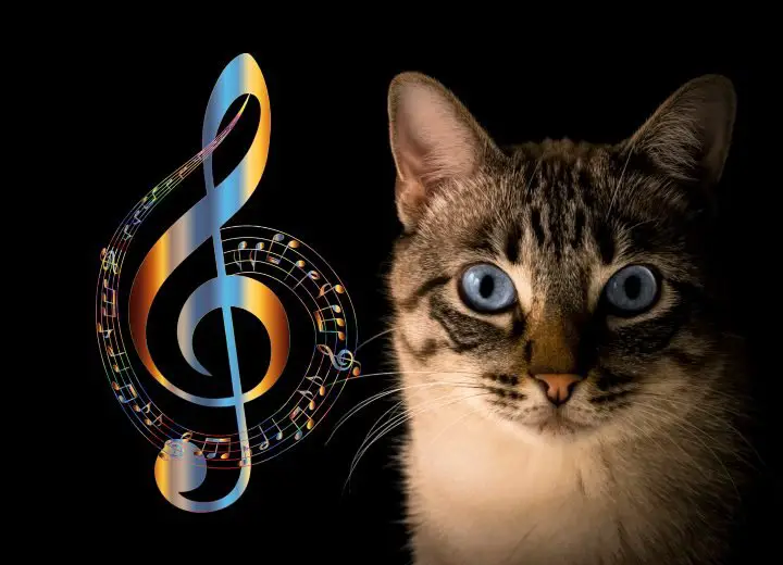 Classical Songs Inspired By Cats