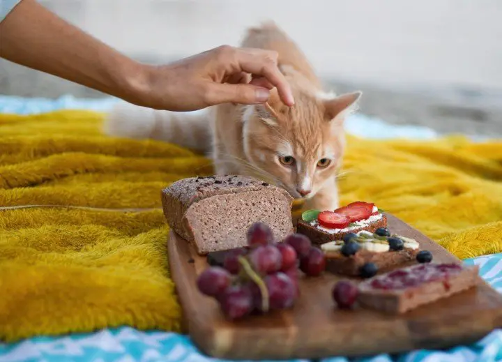 10 People Foods Your Cat Can Eat