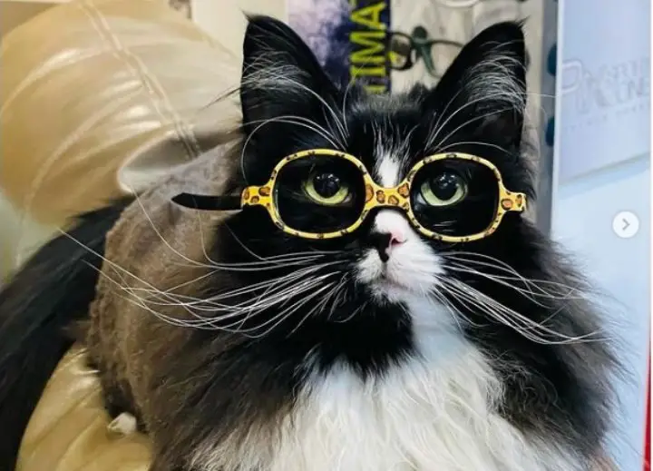 Adorable Cat Wears Glasses To Help Visually Impaired Children