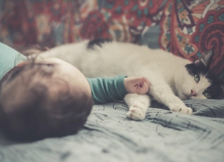 How to introduce your baby to the cat