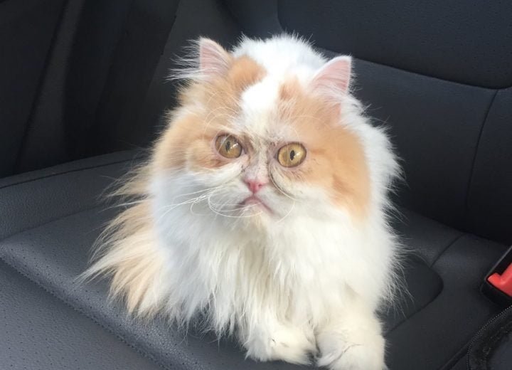 Louis The New Grumpy Cat