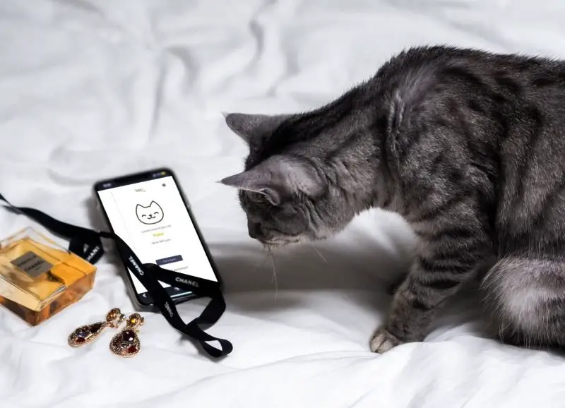 Mobile Application Tells You If Your Cat Is Happy