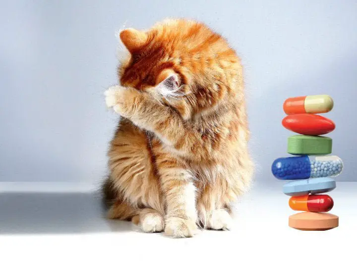 Trying to give medicine to cats can be a trial of patience for most cat parents.