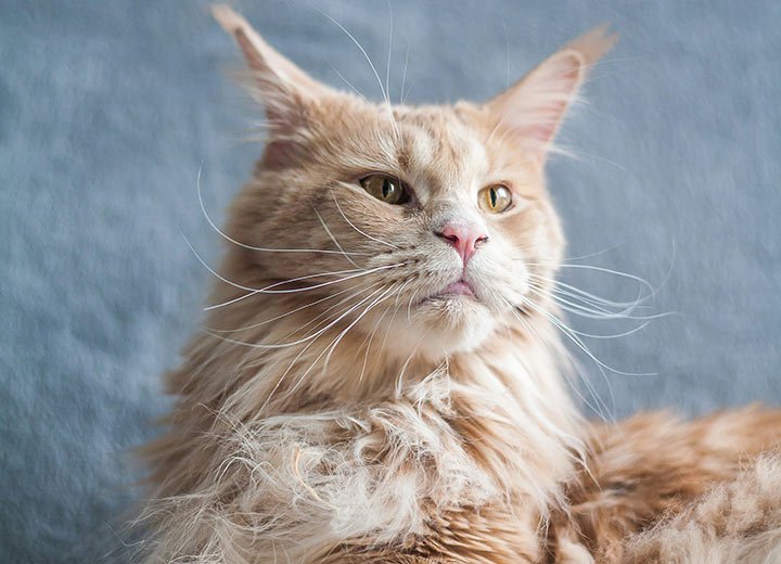 Top 7 Healthiest Cat Breeds