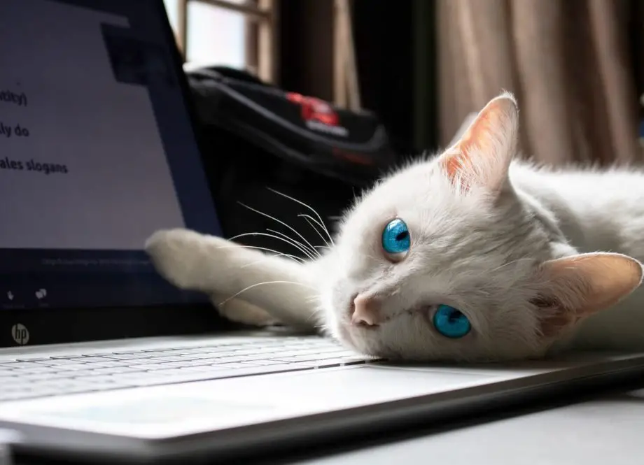 Why do cats love laptops