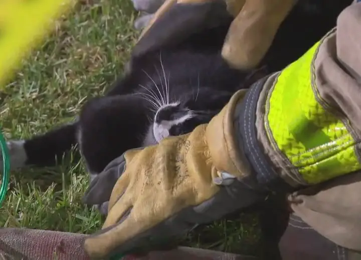 Firefighters Rescued A Lifeless Cat