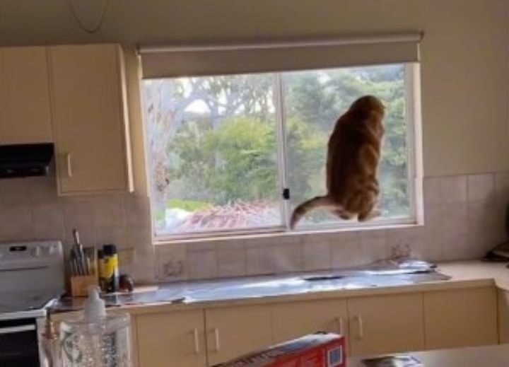 TikToker Tried This To Keep Her Cat Away From The Kitchen Counter