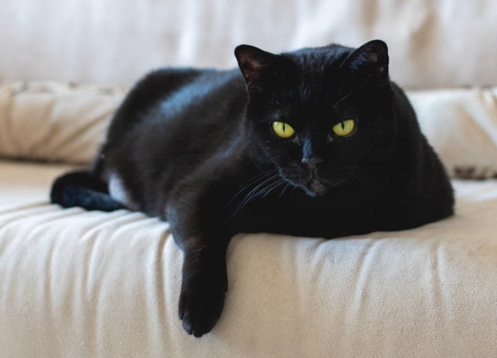Amazing Facts About Black Cats
