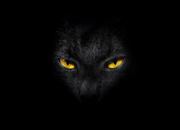 Black Cats And Superstitions