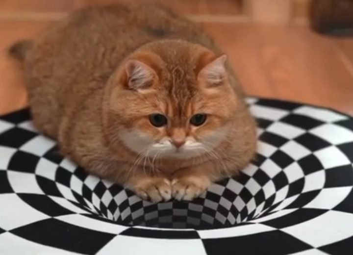 Can Cats Understand Optical Illusions. Viral Video Explains