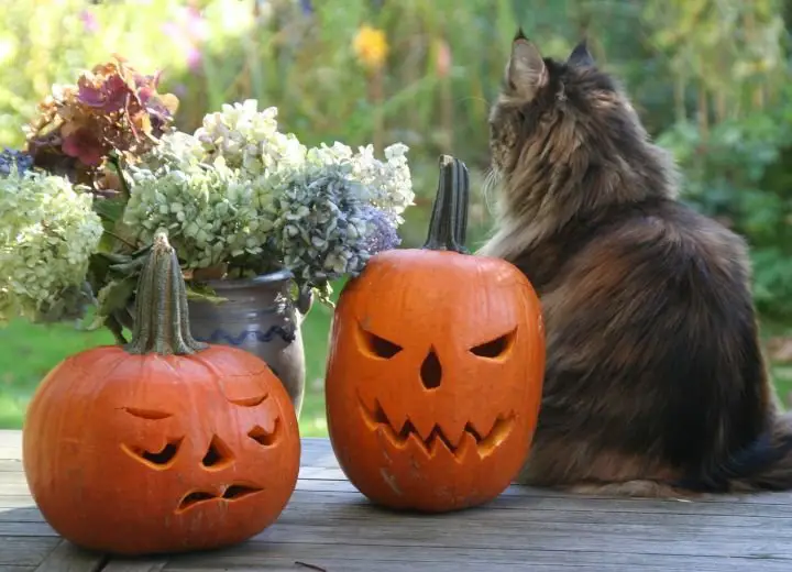 The Best Halloween Names For your Cat