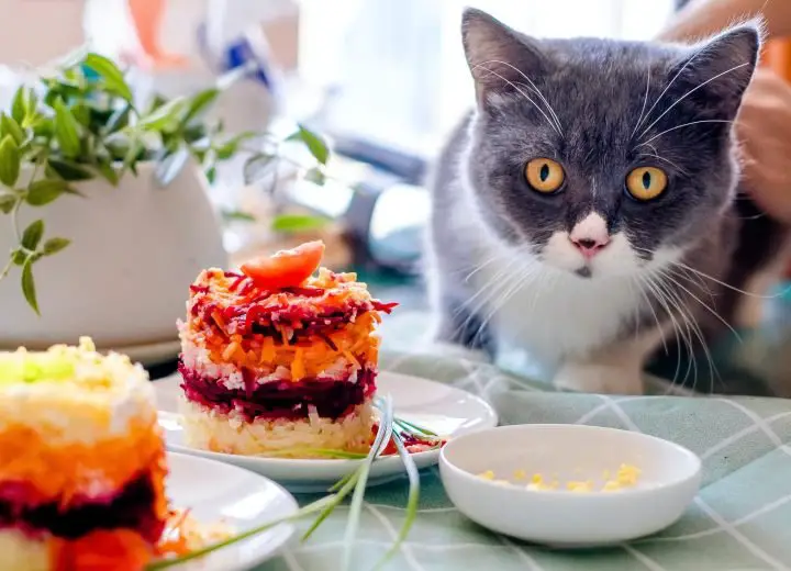 Top 100 Cat Names Inspired By Food