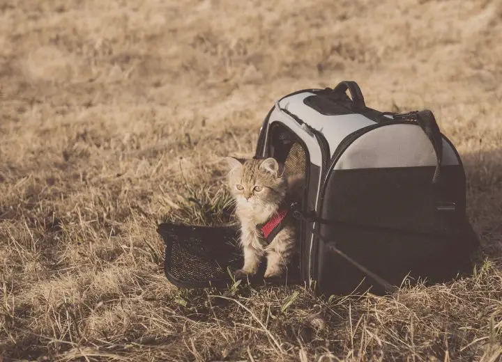 How To Calm Your Cat Down For Travel