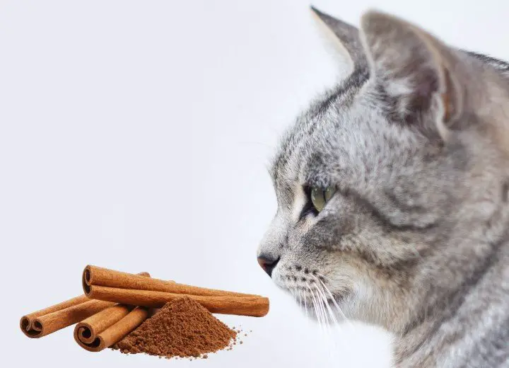 Is Cinnamon Safe For Cats 6
