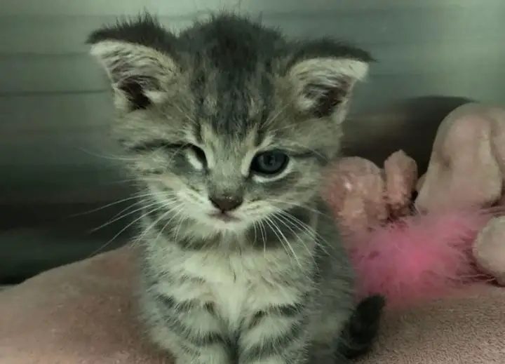 One-Eyed Kitten Found In A Box With Christmas Ornaments