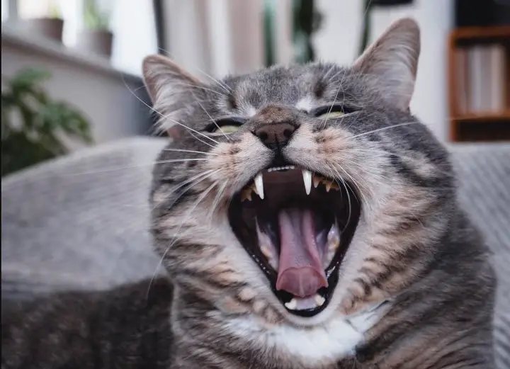 How To Clean My Cat’s Teeth