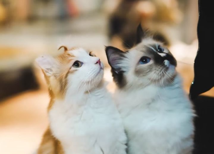 Cats Recognize The Names Of Other Cats According To Study