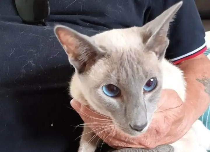 Siamese Cat Travelled 280 Miles Away From Home