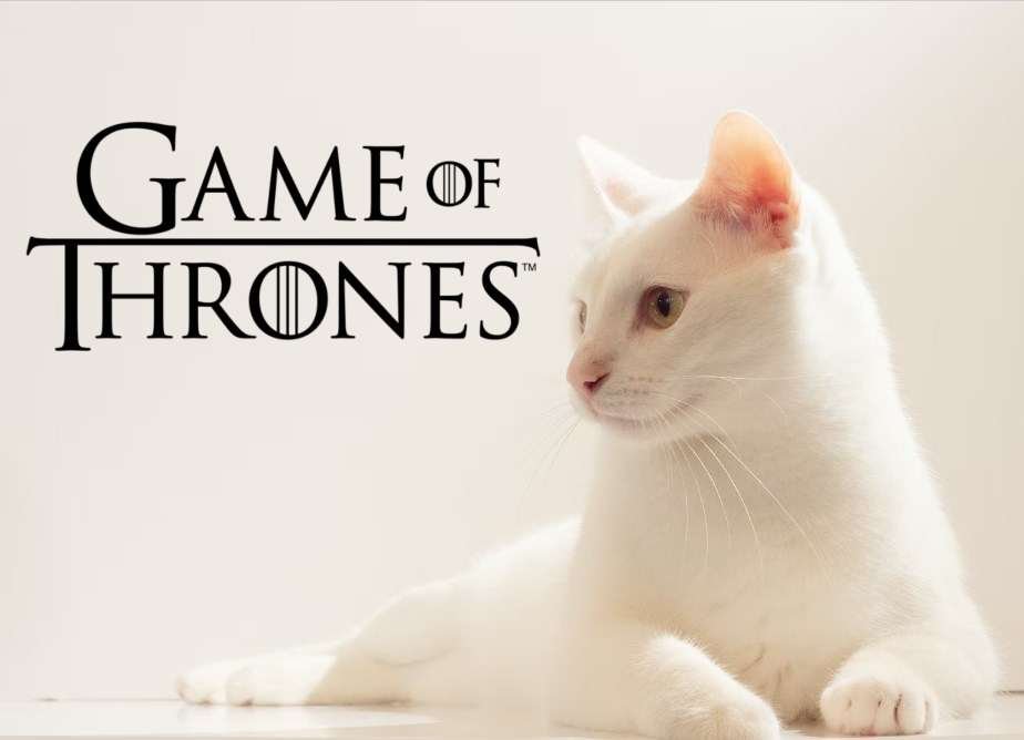 Top 50 Game Of Thrones Cat Name Ideas