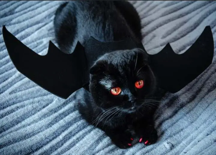 Why Are Black Cats Associated With Halloween