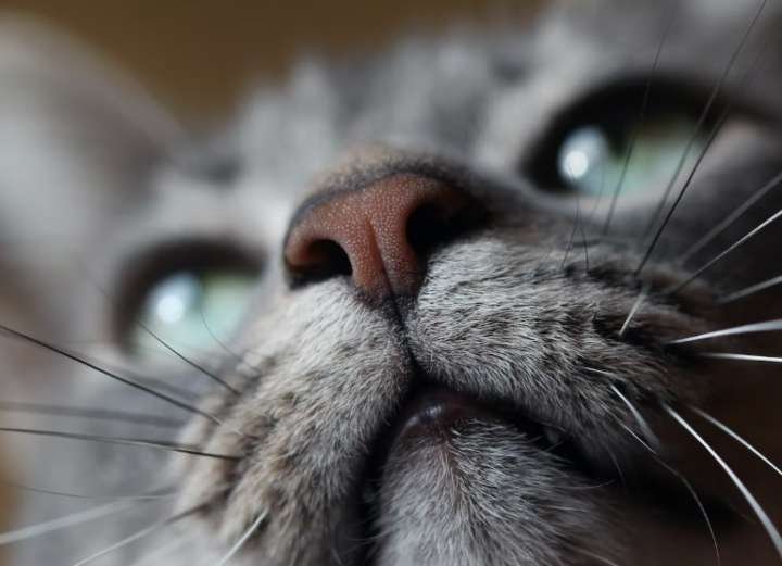 Why Do Cats Sniff Each Other’s Butts?